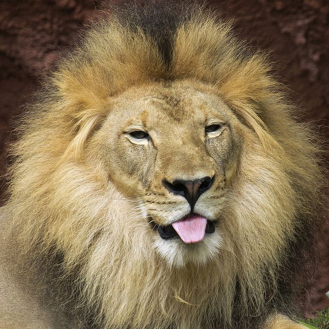 lion with its tongue out