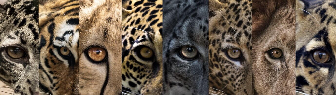 big cats and their eyes