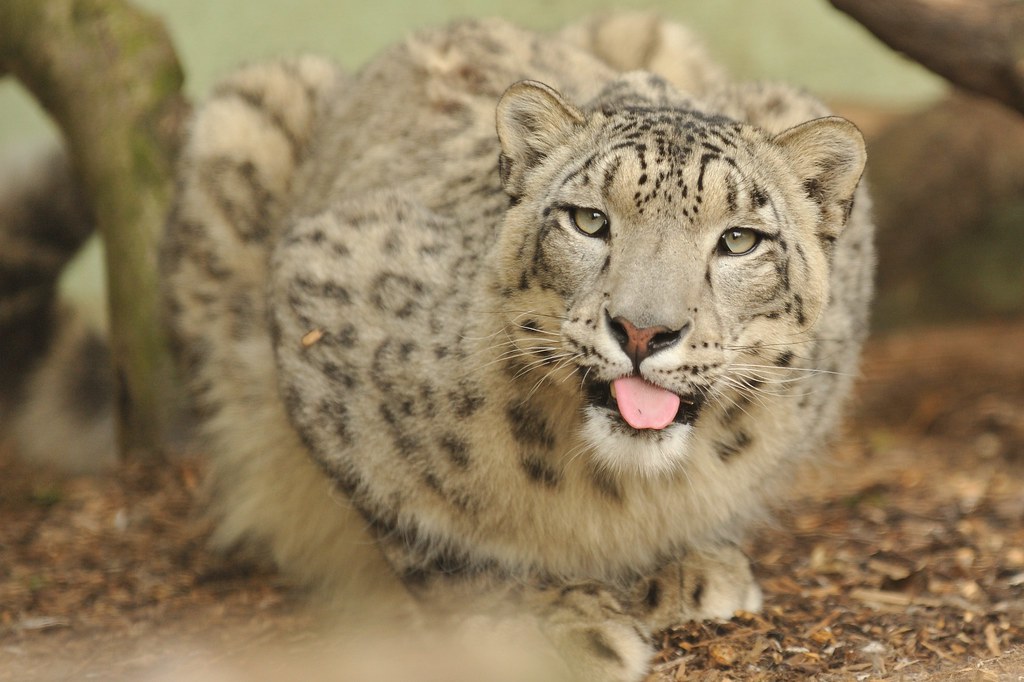 snow leopard