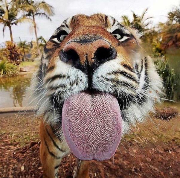 tiger with its tongue out